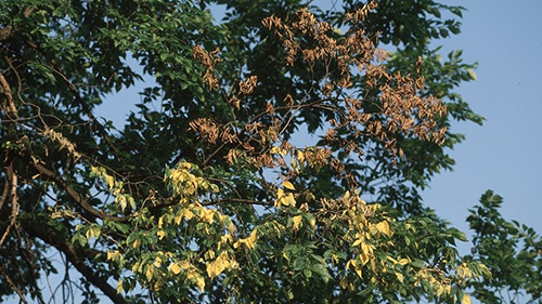 Image: Flagging on an elm tree. Photo: Joseph O’ Brien, USDA Forest Service