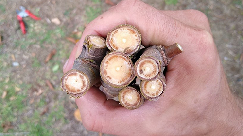 Image: Characteristic staining on a cross section of elm branches. Photo: Darryn Horrell, SPS Biota