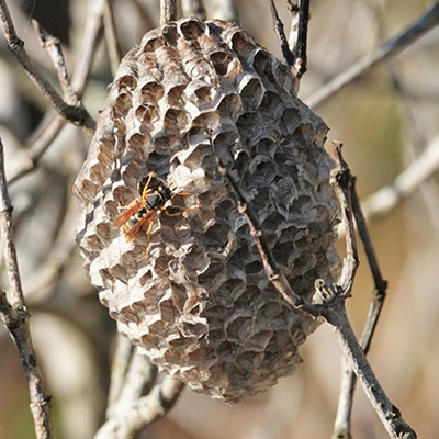Image of a asian paper wasp nest
