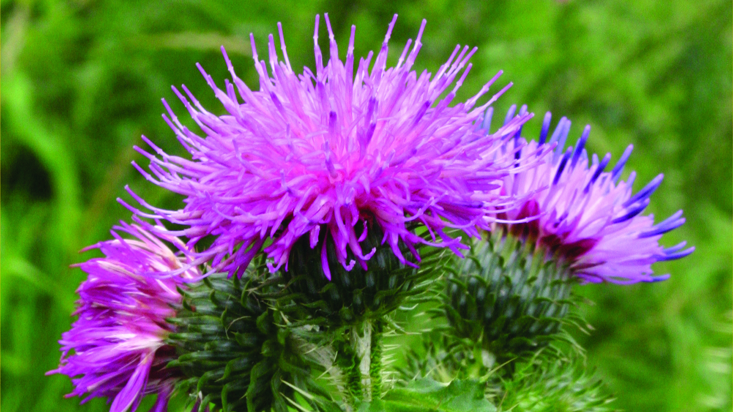 Image - Thistle