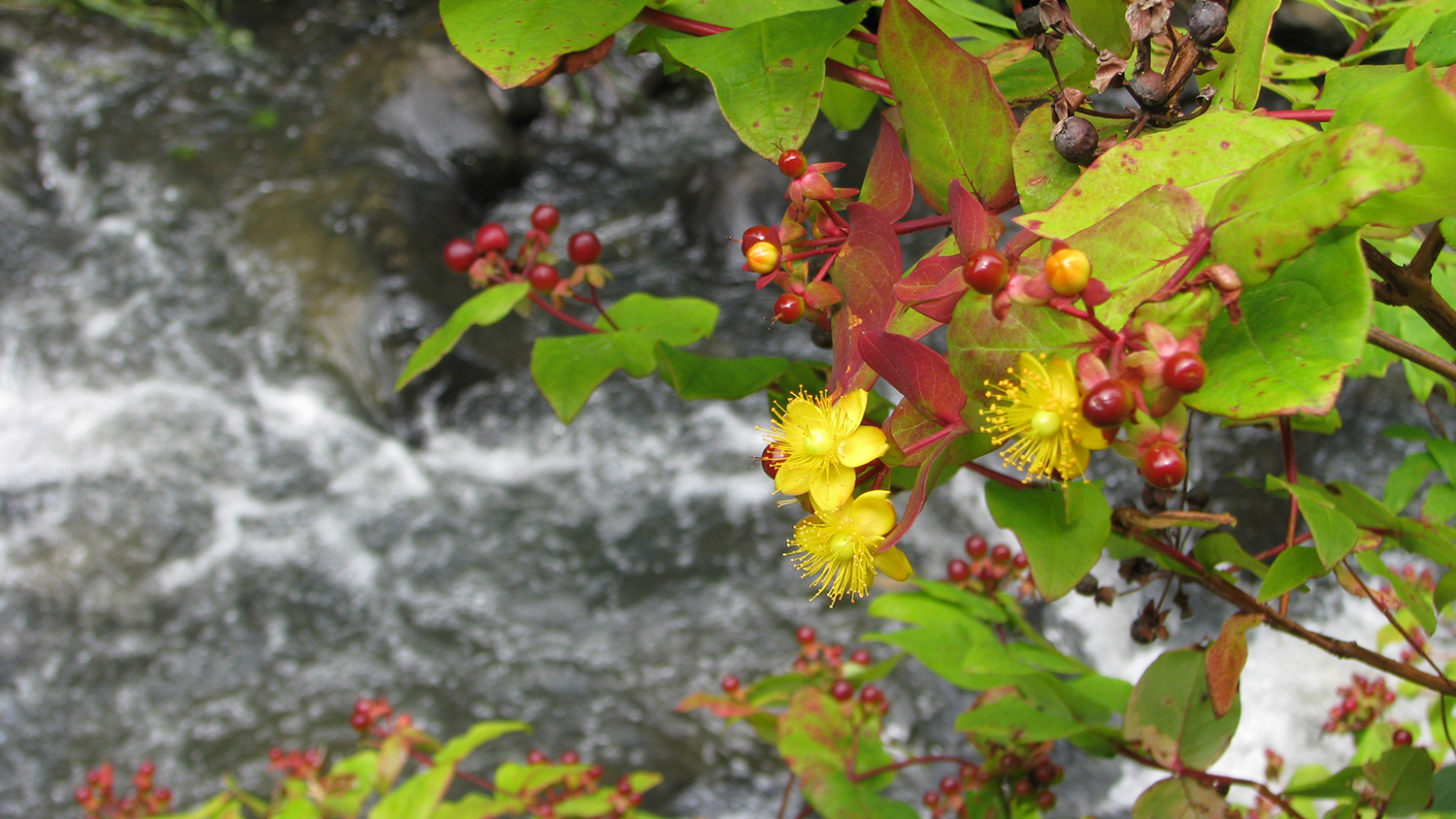 Image -  Tutsan
