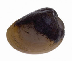 Image - Linucula