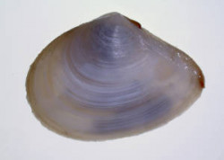 Image - Macomona liliana