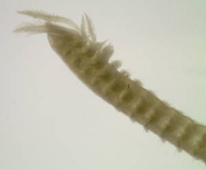Image - Close view of Prionospio aucklandica head region