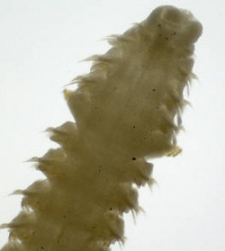 Image - Pseudopolydora