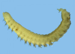 Pseudopolydora credit Dr Barry OBrian University of Waikato