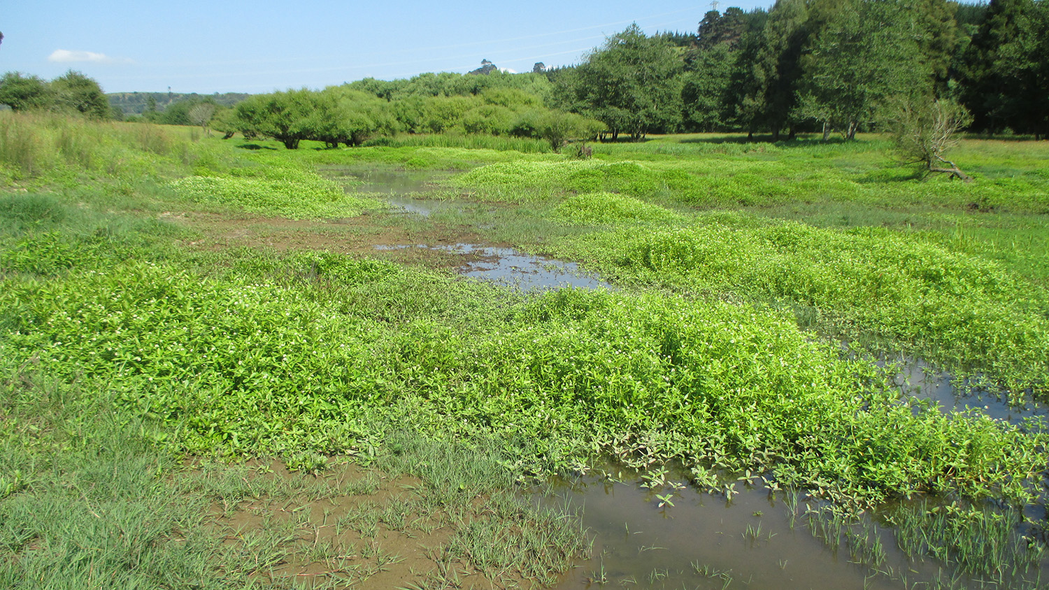 Image - Alligator weed