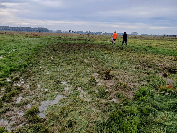 Ponding and runoff at irrigator 
