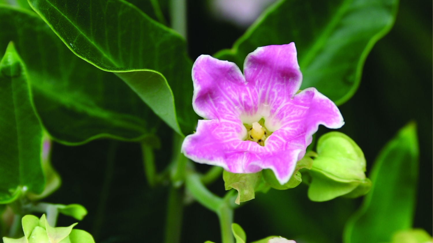 Image - Moth plant