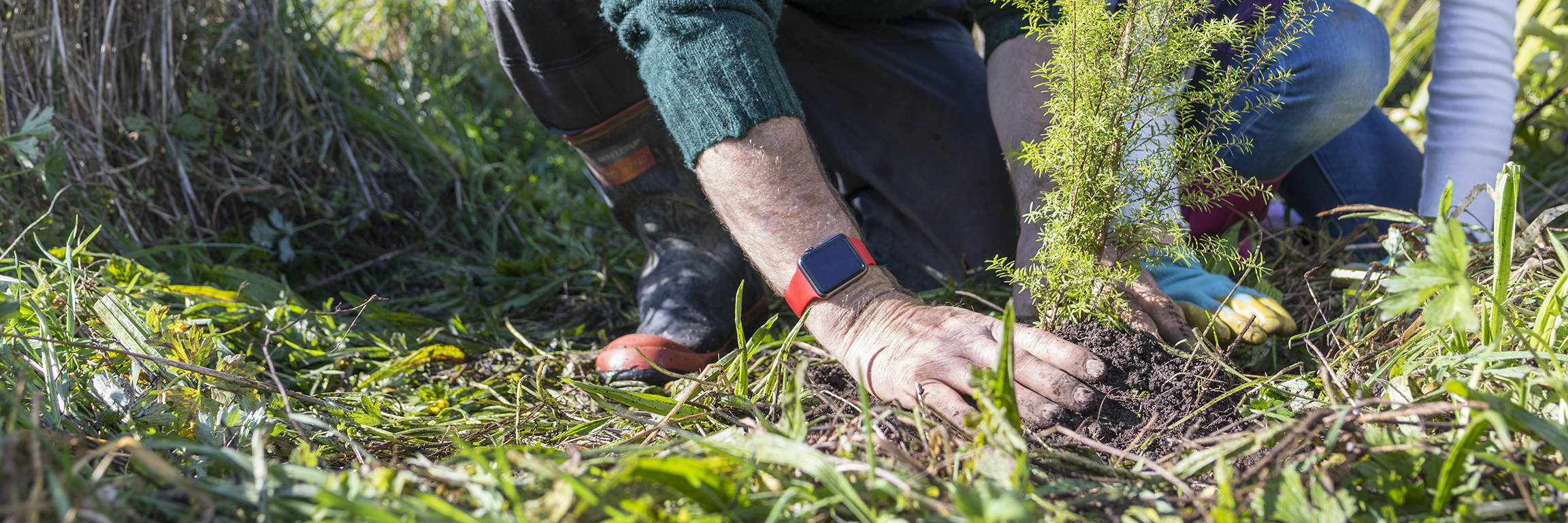 Image - planting native trees