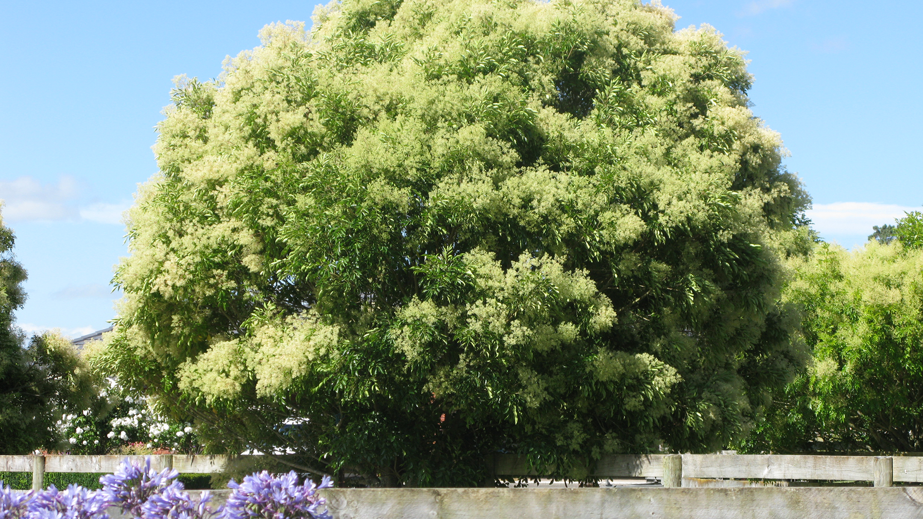 Image - privet plant