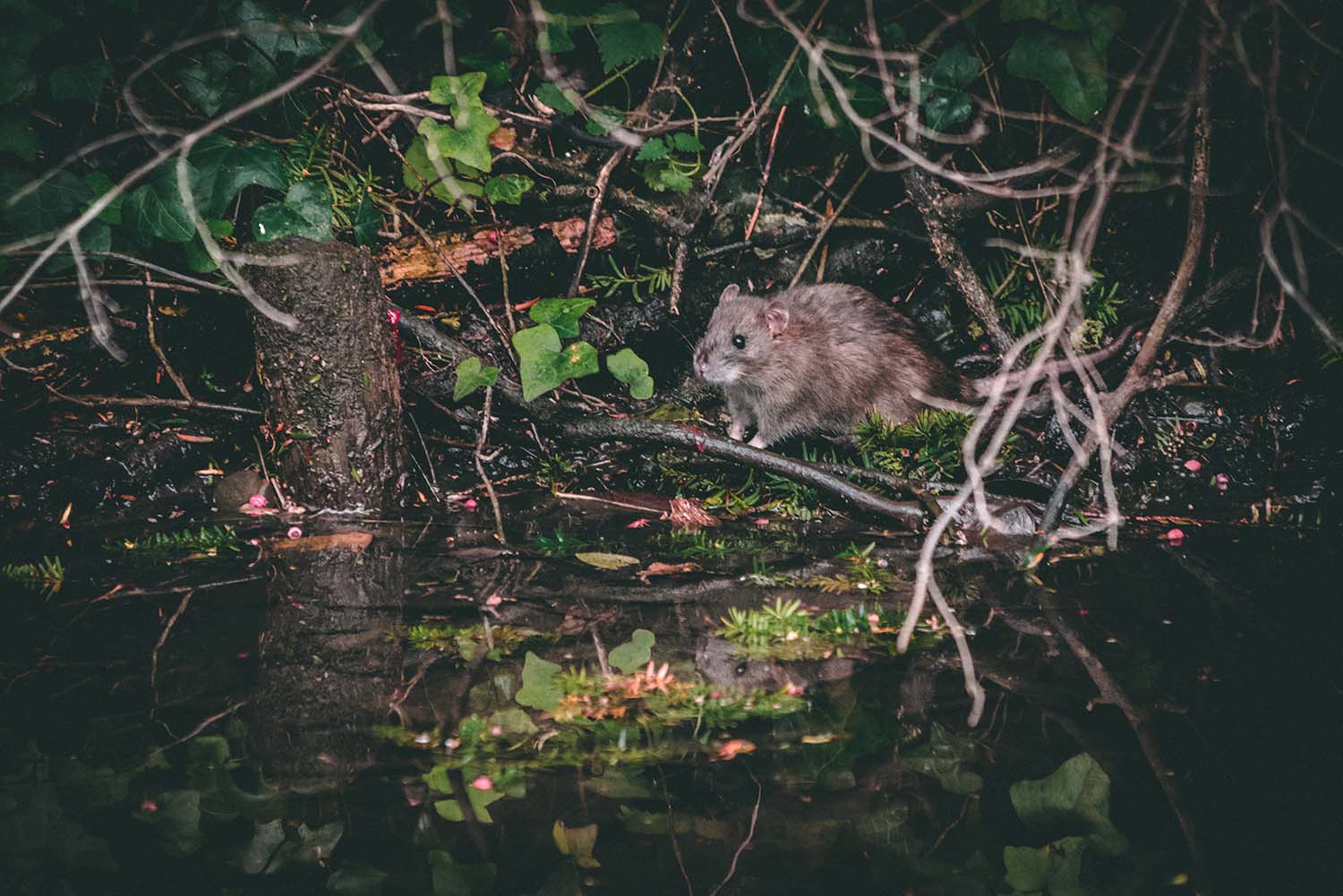 Image - Rat