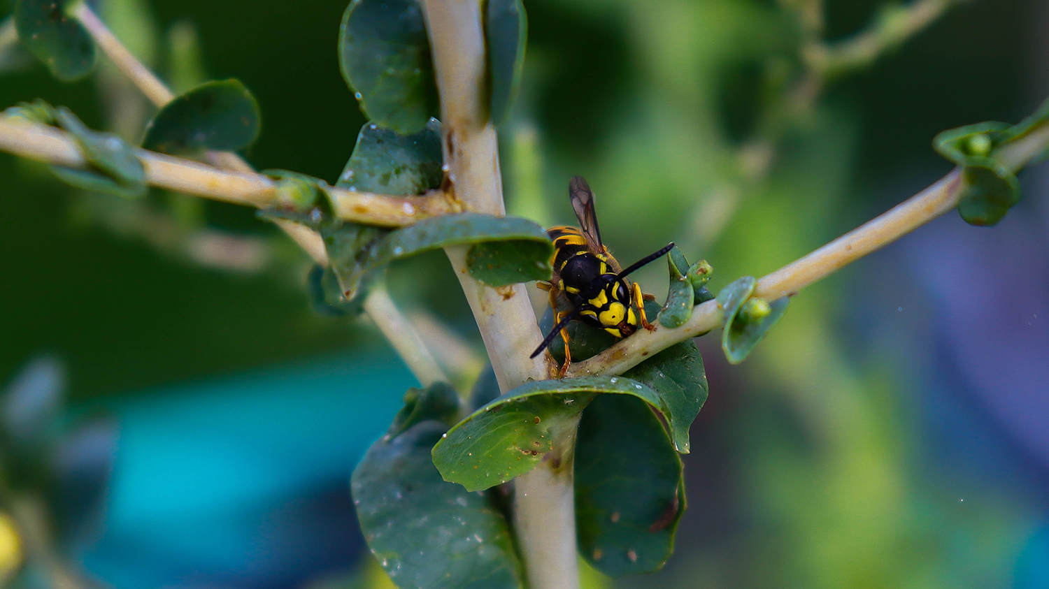 Image - Wasp