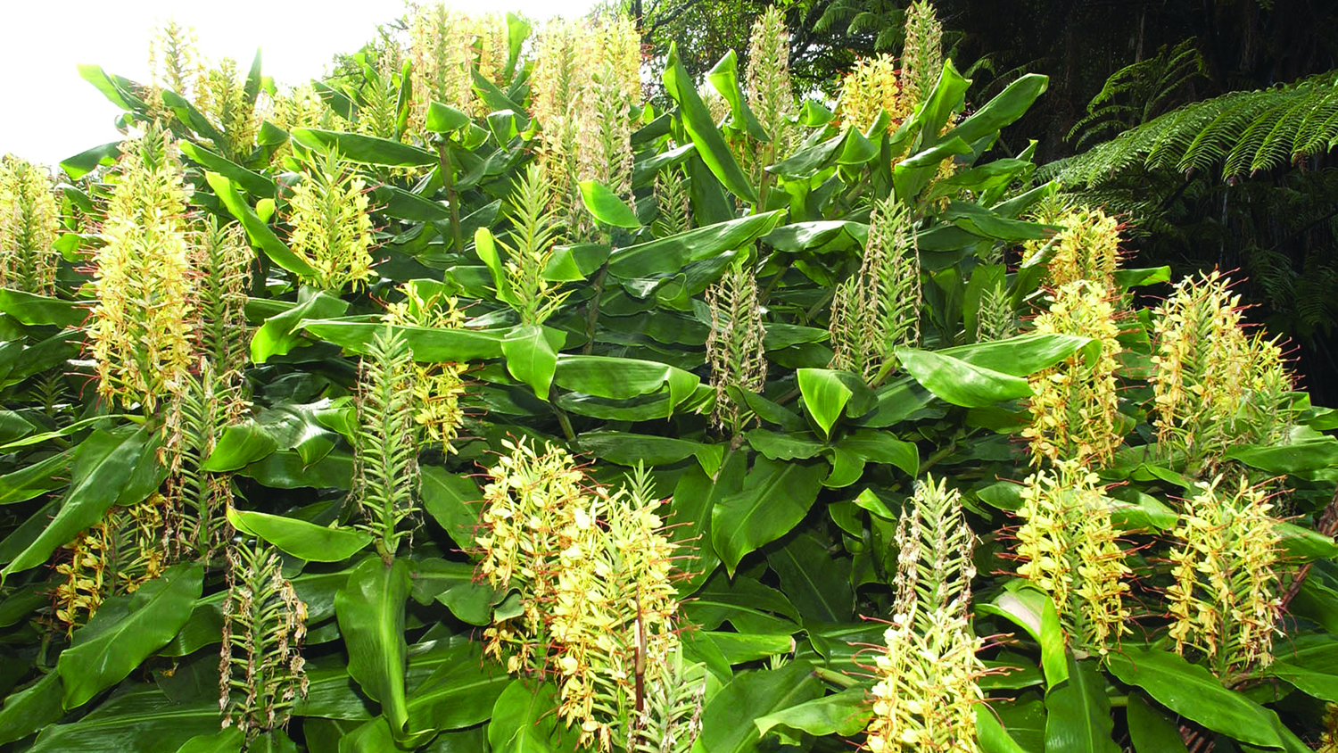 Image - Wild ginger